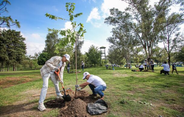 Reforestan Parque Metropolitano con 180 nuevos árboles