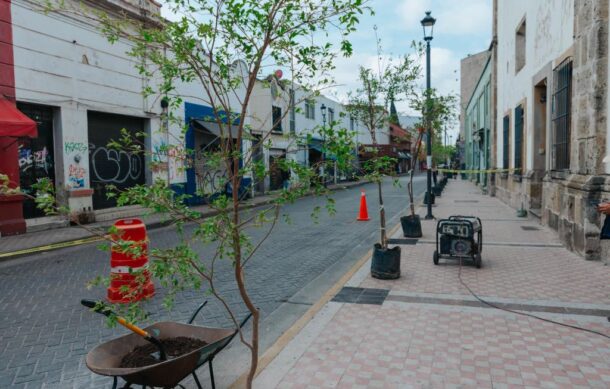 GDL lanza plan para plantar 20 mil árboles en la ciudad