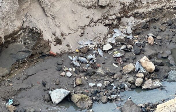 Reportan miles de peces muertos en el Río Blanco
