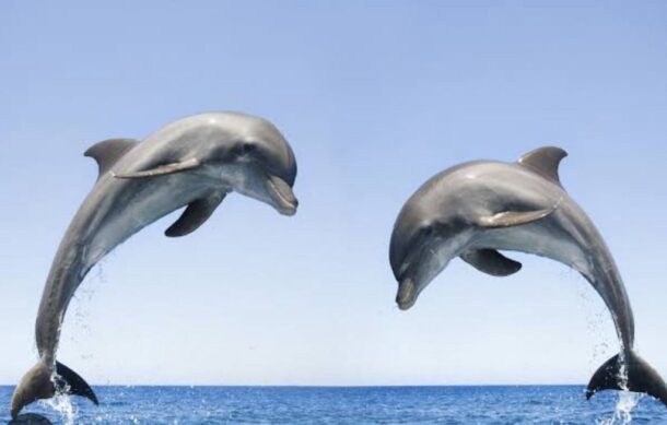 Luego de 12 años, se aprueba la protección a delfines en cautiverio