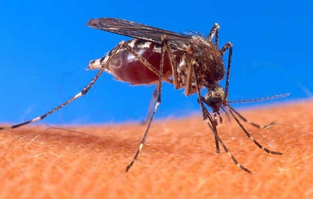 Refuerza Tlaquepaque medidas preventivas contra el dengue