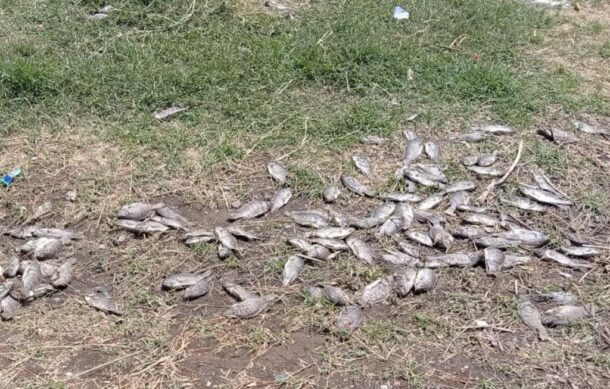 Muerte de peces en Río Blanco se origina por baja oxigenación