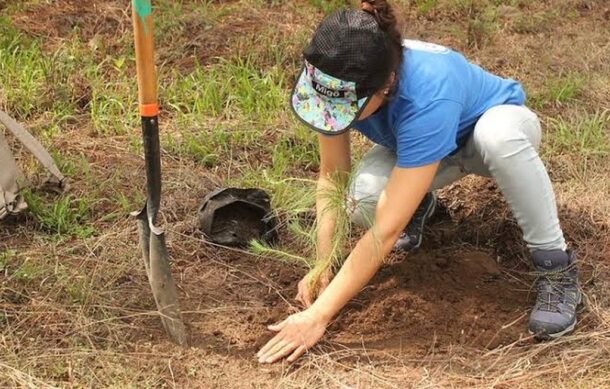 Buscan plantar 136 mil árboles en Jalisco
