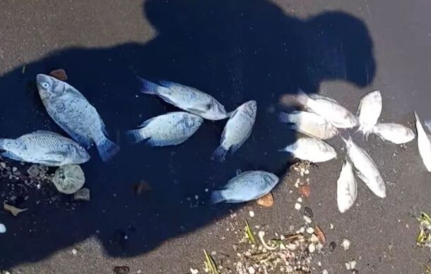 Aparecen cientos de peces muertos en Chapala