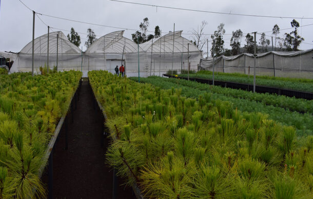 Industria tequilera impulsa reforestación con más de 40 mil plantas en Jalisco