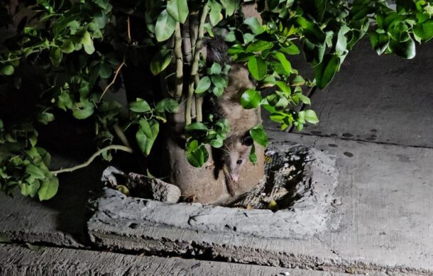 Rescatan a tlacuache atrapado en un árbol de la Col. La Aurora