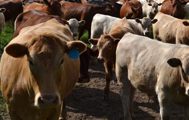 México reanuda exportación de ganado a EU tras control del gusano barrenador