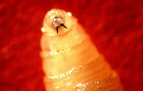 Casos de gusano barrenador aumentan 68% durante enero en México