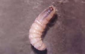 Refuerzan en Tampico acciones contra gusano barrenador tras primer caso en equino