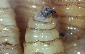 Estados Unidos lanza campaña educativa en México contra gusano barrenador