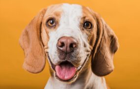 Conmemoran este 21 de julio el Día Mundial del Perro