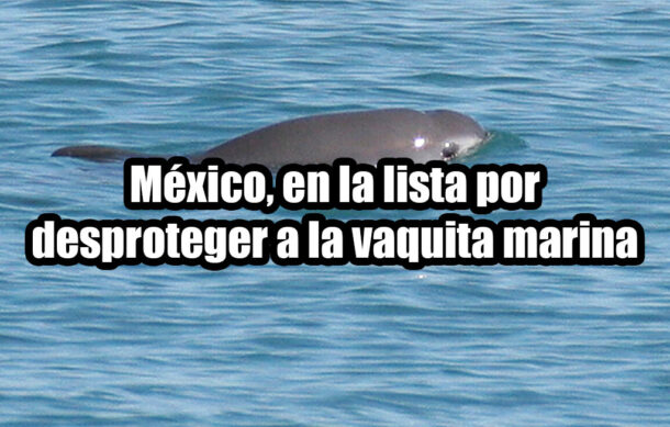 México, en la lista por desproteger a la vaquita marina