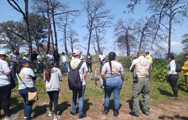 Protección Civil y farmacéutica reforestan La Primavera