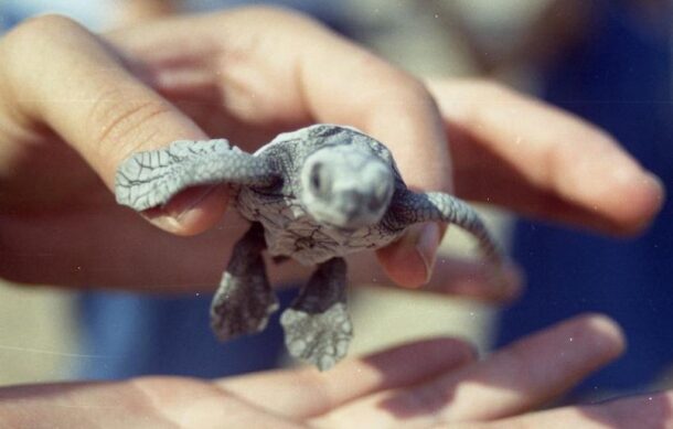 UdeG inicia temporada de protección a tortuga marina en costas de Jalisco