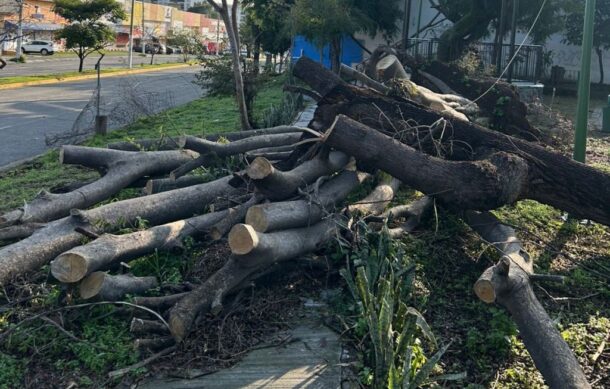 Reportan troncos peligrosos en Av. Cruz del Sur