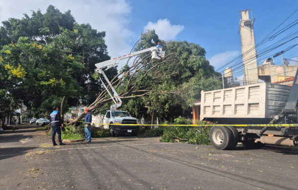 Zapopan reporta caída de al menos 60 árboles por lluvias