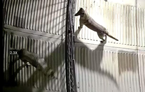 Avistan perros-lobo en El Palomar; vecinos alertan por su tamaño