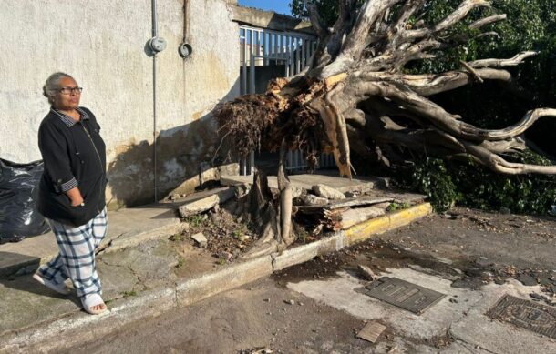 Caen más de árboles en Zapopan por tormenta; vecinos denuncian daños