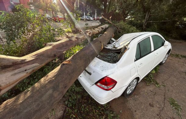 Tormenta derriba por lo menos 22 árboles en Zapopan