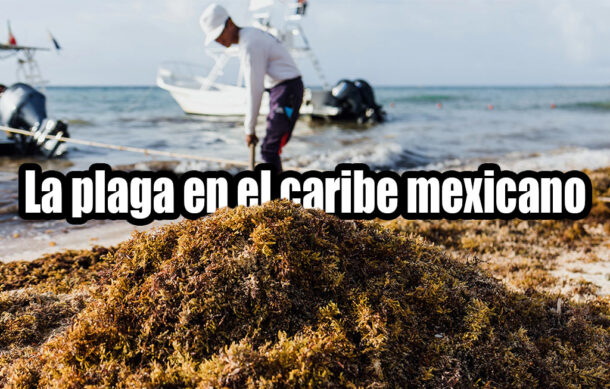La plaga en el caribe mexicano
