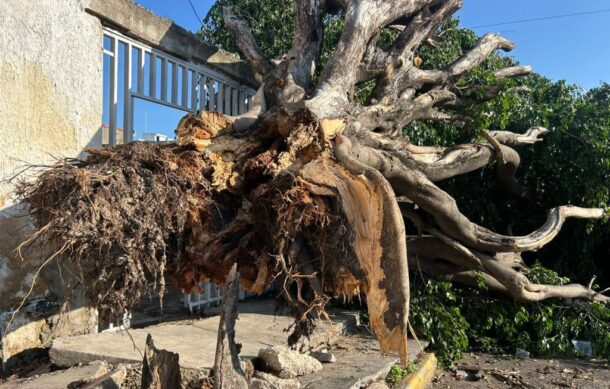 Registran más de 90 árboles caídos en Zapopan tras tormenta del fin de semana
