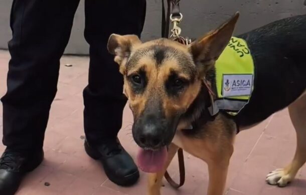 Presentan binomios caninos para detección del gusano barrenador en Jalisco