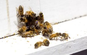 Suspende IJCF actividades por ataque de abejas