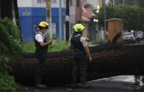 Tormenta provoca caída de 14 árboles e inundaciones en GDL