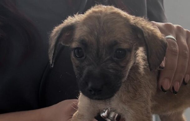 Rescatan seis cachorros abandonados en Punto Limpio de GDL