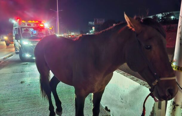 Joven queda grave tras ser arrollado con su caballo por Mi Macro Periférico