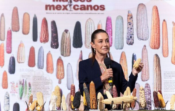 Si no cuidamos las variedades mexicanas de maíz se pueden perder: Sheinbaum