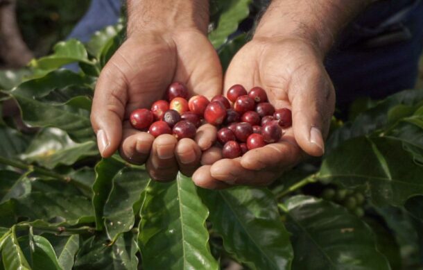 Presenta Sheinbaum el Café Bienestar