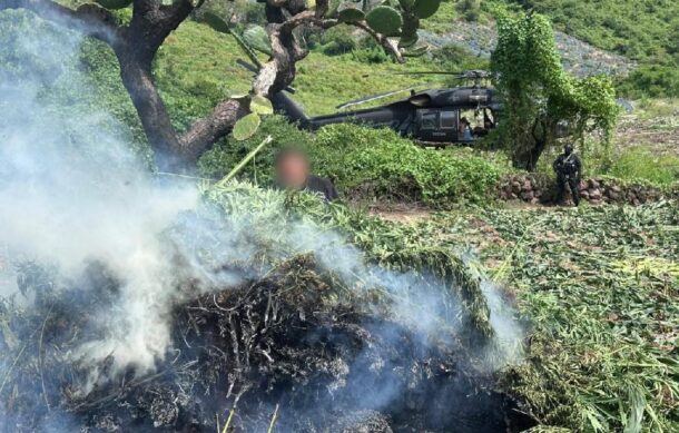 Incautan y destruyen plantío de marihuana valuado en 73.5 mdp en Tequila