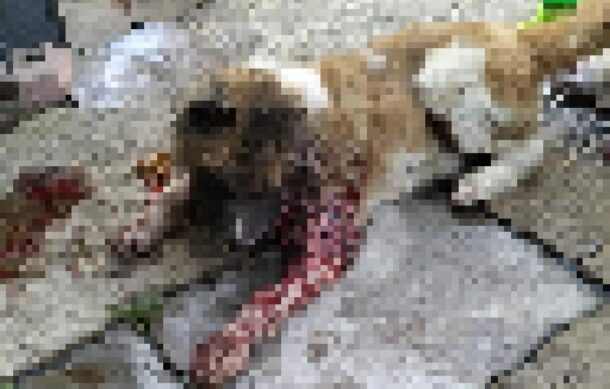 Sujeto agrede a machetazos a perro en la colonia El Batan