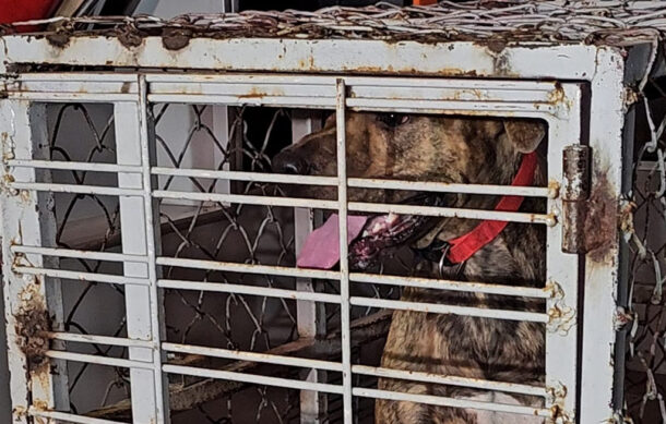 Mujer es atacada por su propio perro en la colonia Analco