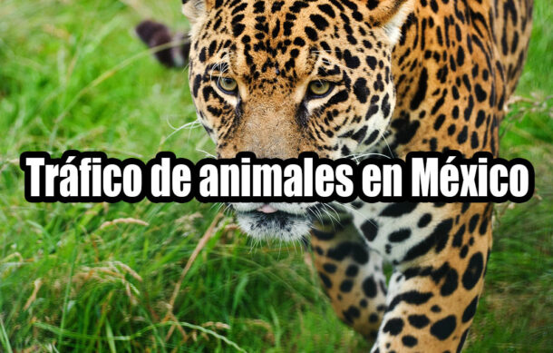 Tráfico de animales en México
