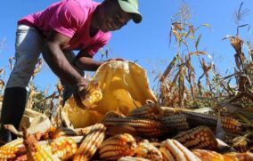 Productores de maíz llegan a acuerdo con el gobierno federal