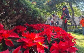 Avanza plantación de flores de Nochebuena en GDL