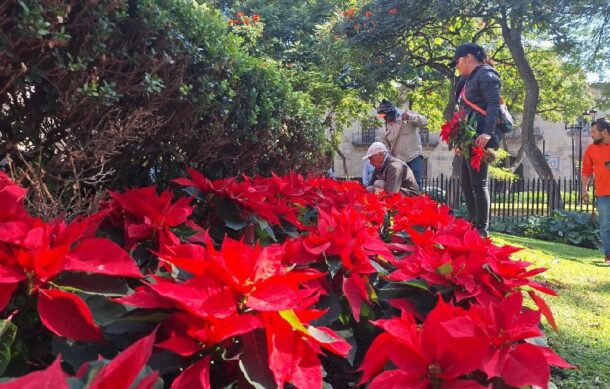 GDL inicia colocación de casi 24 mil nochebuenas