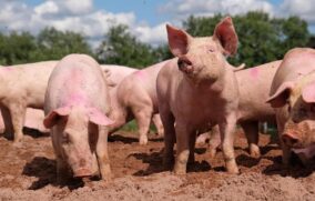 México suspende importación de carne de cerdo de España