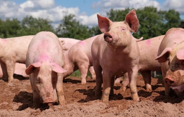 México suspende importación de carne de cerdo de España