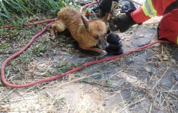 Bomberos de Guadalajara rescatan perro atrapado en vaso regulador
