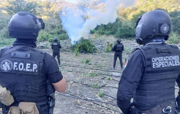 Aseguran y destruyen plantío con 15 mil plantas de marihuana en Tequila