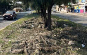 Denuncian abandono de ramas tras poda en camellón de la colonia La Alameda en Tlajomulco