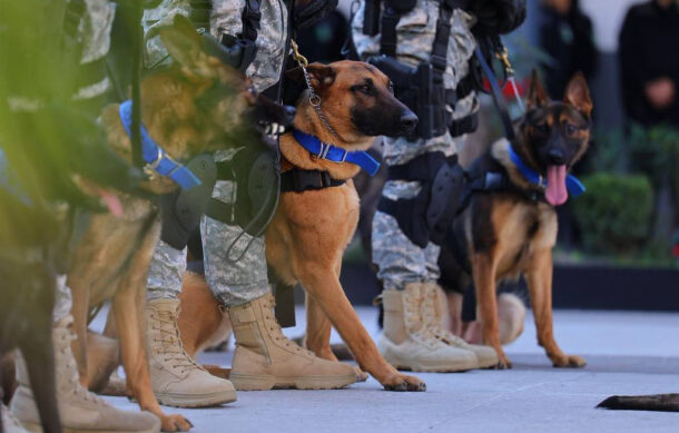 Zapopan incorpora nueve canes entrenados por EU a su escuadrón canino