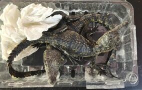 Aseguran caimanes trasladados ilegalmente en Aeropuerto de Querétaro