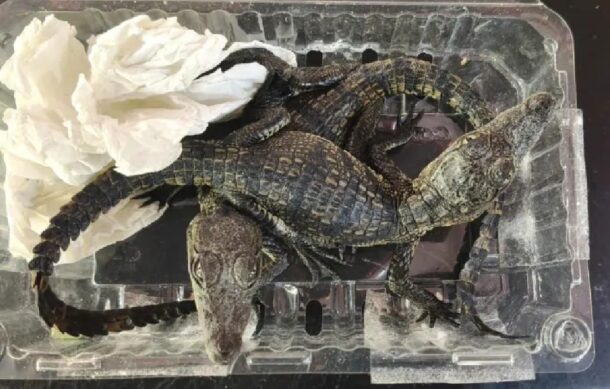 Aseguran caimanes trasladados ilegalmente en Aeropuerto de Querétaro