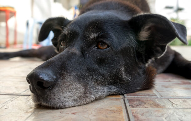 Entrevista con Liliana Noemí Pérez Álvarez y Javier Cenobio Ruiz Bonilla