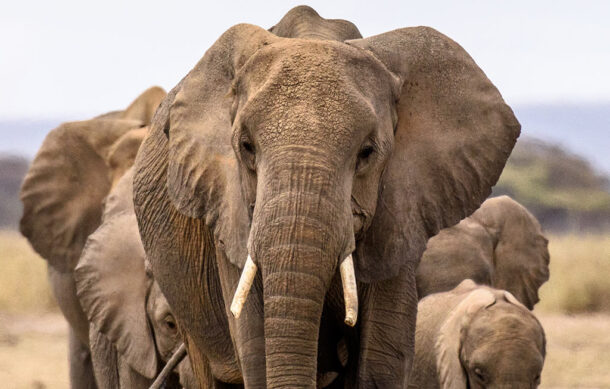 Tren se descarrila tras impactar a manada de elefantes en la India