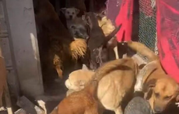 Muere animalista y deja en abandono a más de 200 perros rescatados